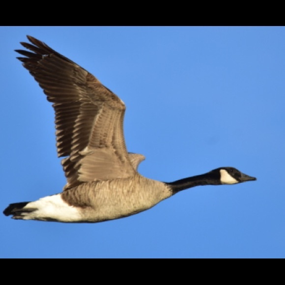 waterfowl_314